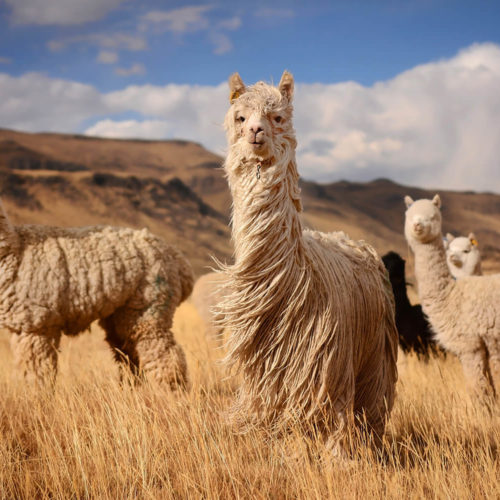 Attack of the Alpacas