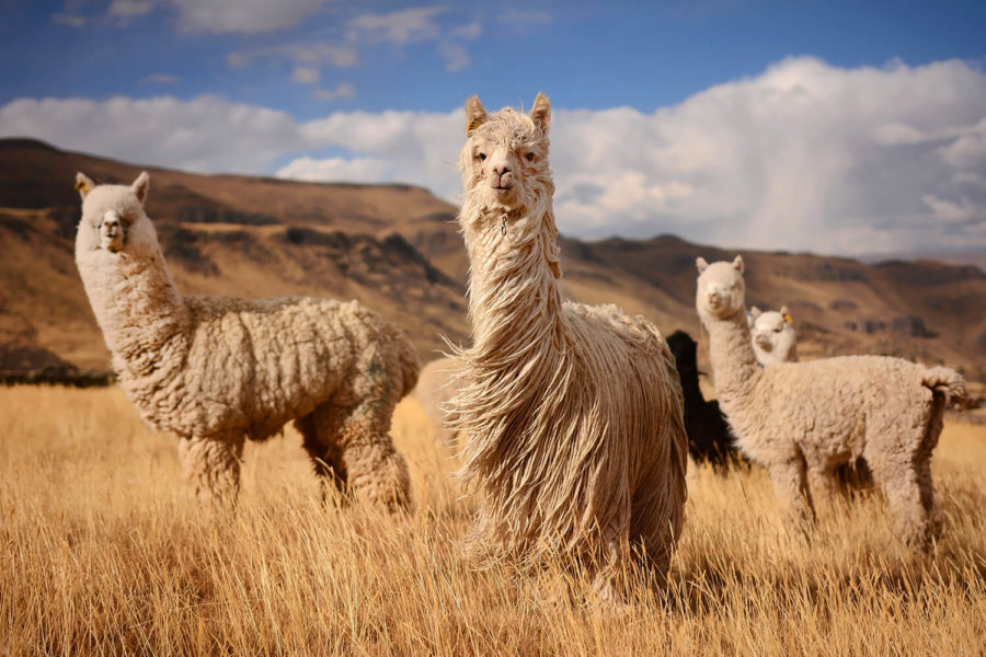 Attack of the Alpacas